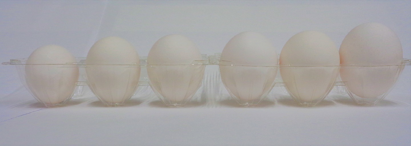 卵のプチ知識 第四個目【卵の大きさ】 | お役立ち情報 | 新着情報